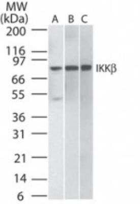 Western Blot: IKK beta Antibody (10AG2)BSA Free [NB100-56509]