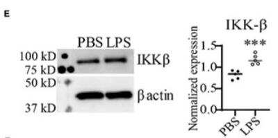 Western Blot: IKK beta Antibody (10AG2)BSA Free [NB100-56509]