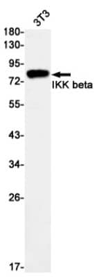 Western Blot: IKK beta Antibody (S01-9H6) [NBP3-19661]