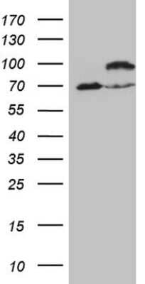 Western Blot: IKK epsilon/IKBKE Antibody (OTI3C5) [NBP2-46047]