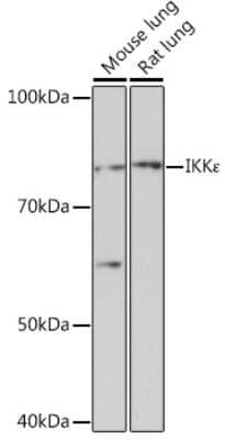 Western Blot: IKK epsilon/IKBKE Antibody (5N4J8) [NBP3-16192]