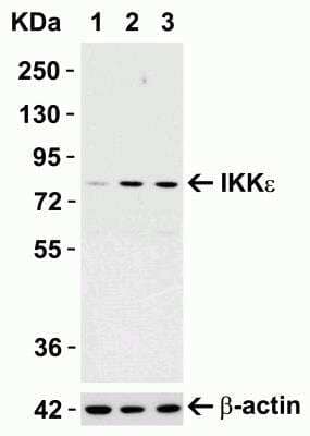 Western Blot: IKK epsilon/IKBKE AntibodyBSA Free [NBP1-76800]