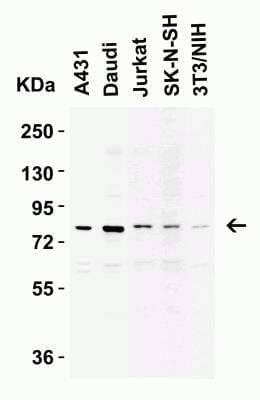 Western Blot: IKK epsilon/IKBKE AntibodyBSA Free [NBP1-76800]