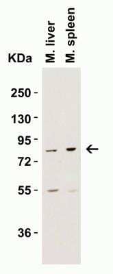 Western Blot: IKK epsilon/IKBKE AntibodyBSA Free [NBP1-76800]