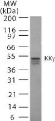 Western Blot: IKK gamma Antibody (46B844)Azide Free [NBP2-33220]