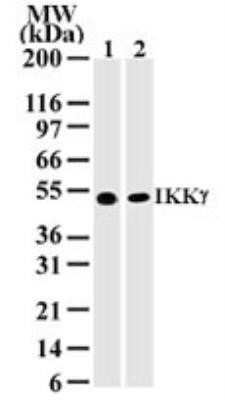 Western Blot: IKK gamma Antibody (72C627)Azide Free [NBP2-33224]