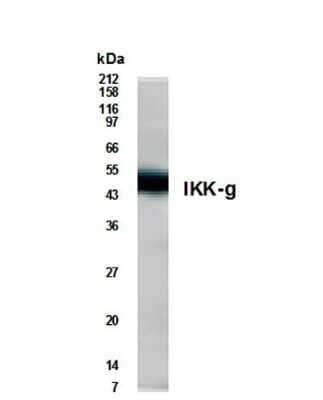 Western Blot: IKK gamma AntibodyBSA Free [NB600-215]