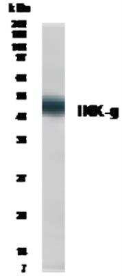 Western Blot: IKK gamma AntibodyBSA Free [NB600-216]