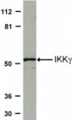 Western Blot: IKK gamma AntibodyBSA Free [NBP1-76799]