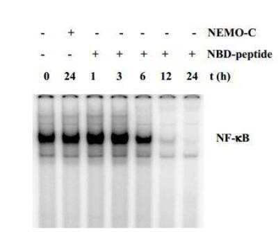 In vivo assay: IKK gamma Inhibitor Peptide Set [NBP2-26504]