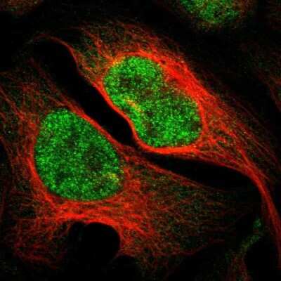 Immunocytochemistry/ Immunofluorescence: IKZF5 Antibody [NBP1-82096]