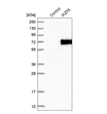 Western Blot: IKZF5 Antibody [NBP1-82096]