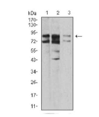 Western Blot: IL1RAPL1 Antibody (3E3D12)BSA Free [NBP2-52493]