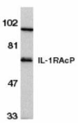 Western Blot: IL-1 RAcP/IL-1 R3 AntibodyBSA Free [NBP1-76924]