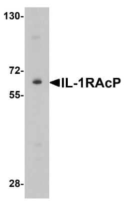 Western Blot: IL-1 RAcP/IL-1 R3 AntibodyBSA Free [NBP1-76924]