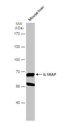 Western Blot: IL-1 RAcP/IL-1 R3 Antibody [NBP2-16946]