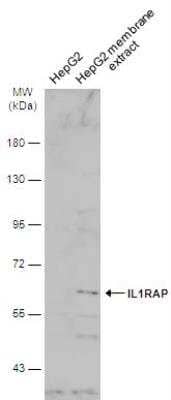 Western Blot: IL-1 RAcP/IL-1 R3 Antibody [NBP2-16946]