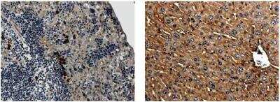 Immunohistochemistry-Paraffin: IL-1 RII Antibody (RM0014-7D7) - Azide and BSA Free [NB110-85472]