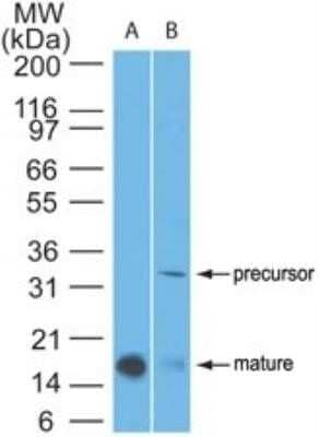 Western Blot: IL-1 beta/IL-1F2 Antibody (43N1G6)Azide and BSA Free [NBP2-80791]