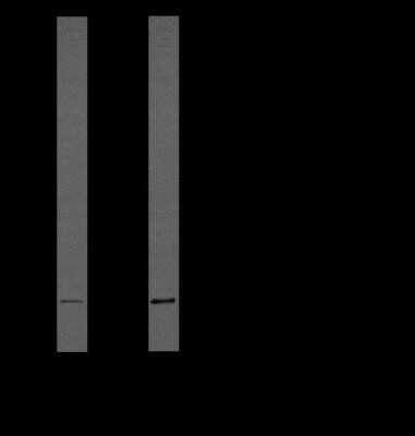 Western Blot: IL-1 beta/IL-1F2 Antibody (43N3D8)Azide and BSA Free [NBP2-80793]