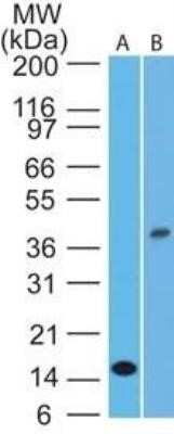 Western Blot: IL-1 beta/IL-1F2 Antibody (43N3D8)Azide and BSA Free [NBP2-80793]