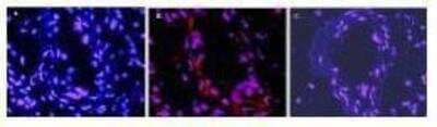 Immunocytochemistry/ Immunofluorescence: IL-1 beta/IL-1F2 Antibody [NBP1-42767]