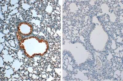 Immunohistochemistry: IL-1 beta/IL-1F2 Antibody [NBP1-42767]