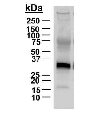 Western Blot: IL-1 beta/IL-1F2 Antibody [NB600-633]