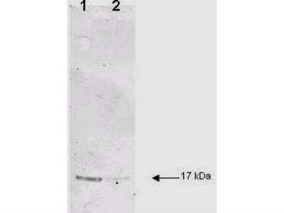 Western Blot: IL-1 beta/IL-1F2 Antibody [NB600-633]