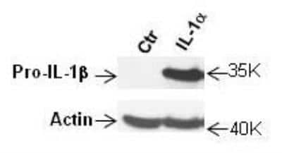 Western Blot: IL-1 beta/IL-1F2 Antibody [NB600-633]