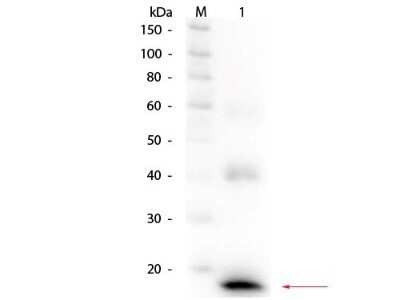 Western Blot: IL-1 beta/IL-1F2 Antibody [NBP1-42767]