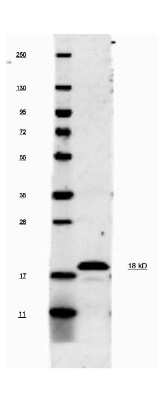 Western Blot: IL-1 beta/IL-1F2 Antibody [NBP1-42767]