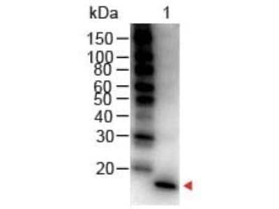 Western Blot: IL-1 beta/IL-1F2 Antibody [NBP1-42767]