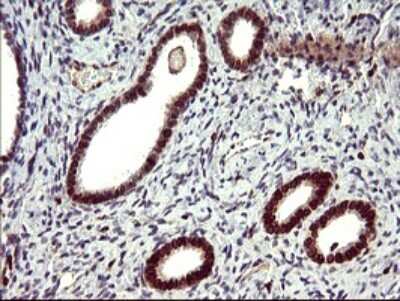 Immunohistochemistry: IL-10R alpha Antibody (OTI1D10) [NBP2-46049]