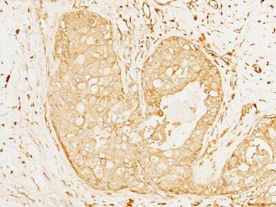 Immunohistochemistry-Paraffin: IL-12 p70/IL-12A Antibody [NBP2-98678]