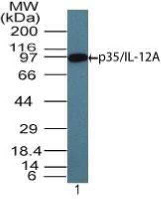 Western Blot: IL-12 p70/IL-12A Antibody [NBP2-24627]