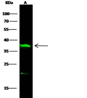 Western Blot: IL-12 p70/IL-12A Antibody [NBP2-98678]