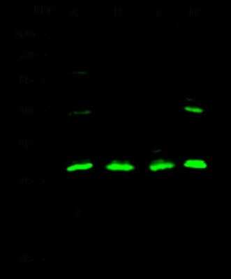 Western Blot: IL-12 p70/IL-12A Antibody [NBP2-98685]