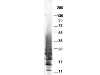 Western Blot: IL-13 Antibody [NBP1-42776]