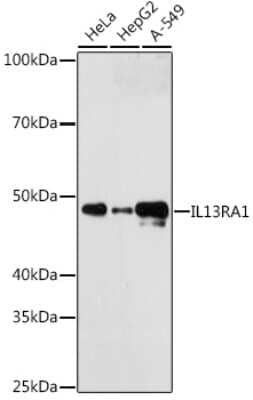 Western Blot: IL-13R alpha 1 Antibody (5A3W5) [NBP3-16207]