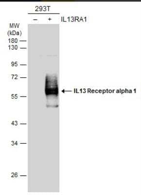 Western Blot: IL-13R alpha 1 Antibody [NBP2-16942]