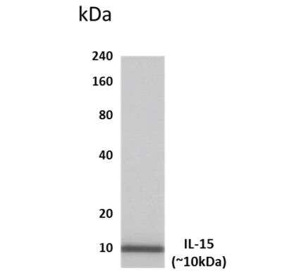 Western Blot: IL-15 Antibody (MM0368-13S34)Azide and BSA Free [NBP2-11665]