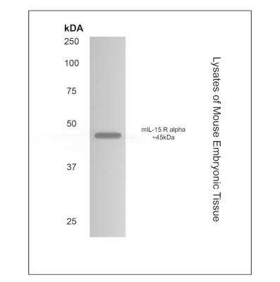 Western Blot: IL-15R alpha Antibody (RM0103-6C38)Azide and BSA Free [NBP1-22466]