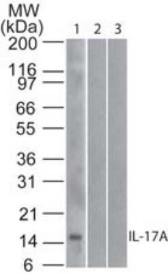 Western Blot: IL-17/IL-17A Antibody (4H1524)Azide Free [NBP2-25229]