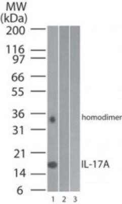 Western Blot: IL-17/IL-17A Antibody (4k5f6)Azide and BSA Free [NBP2-46611]