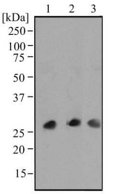 Western Blot: IL-17/IL-17A Antibody (4k5f6)Azide and BSA Free [NBP2-46611]