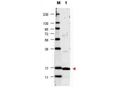 Western Blot: IL-17/IL-17A AntibodyAzide and BSA Free [NBP1-42772]