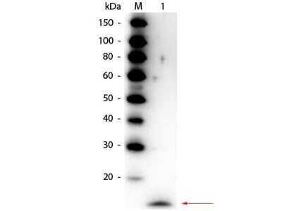 Western Blot: IL-17/IL-17A AntibodyAzide and BSA Free [NBP1-42772]