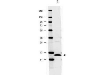 Western Blot: IL-17/IL-17A AntibodyAzide and BSA Free [NBP1-42772]