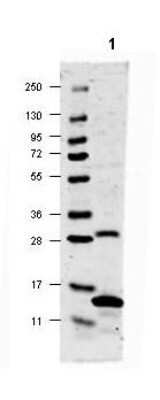 Western Blot: IL-17/IL-17A AntibodyAzide and BSA Free [NBP1-42772]